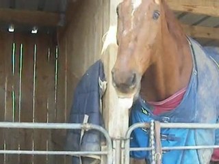 Choupinette & Lapsus