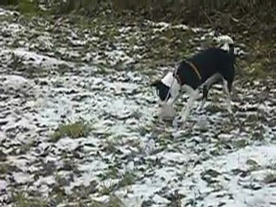 promenade dans les bois