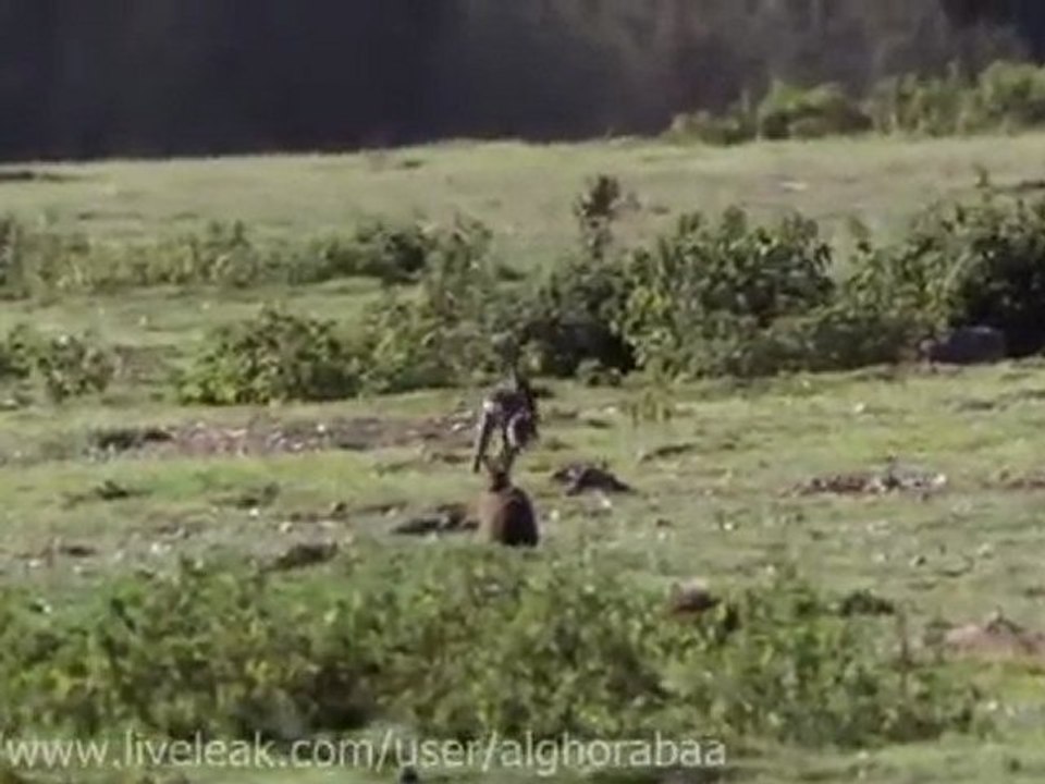 Hermine vs Lapin