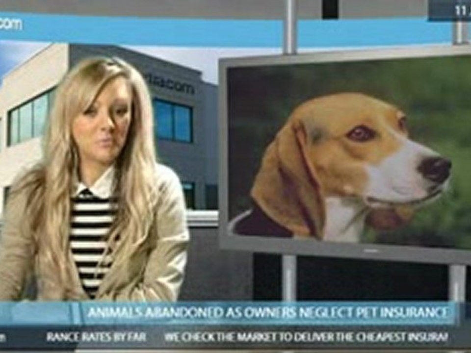 Abandoned! How pets are affected by the recession.