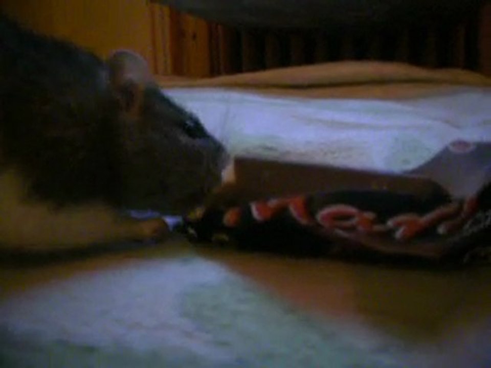 Ramsès qui pique mon Mars mdr'