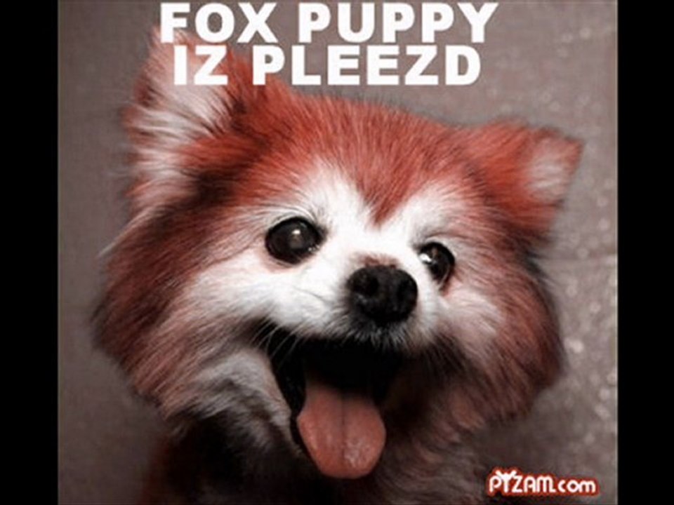 LIKE A FOX