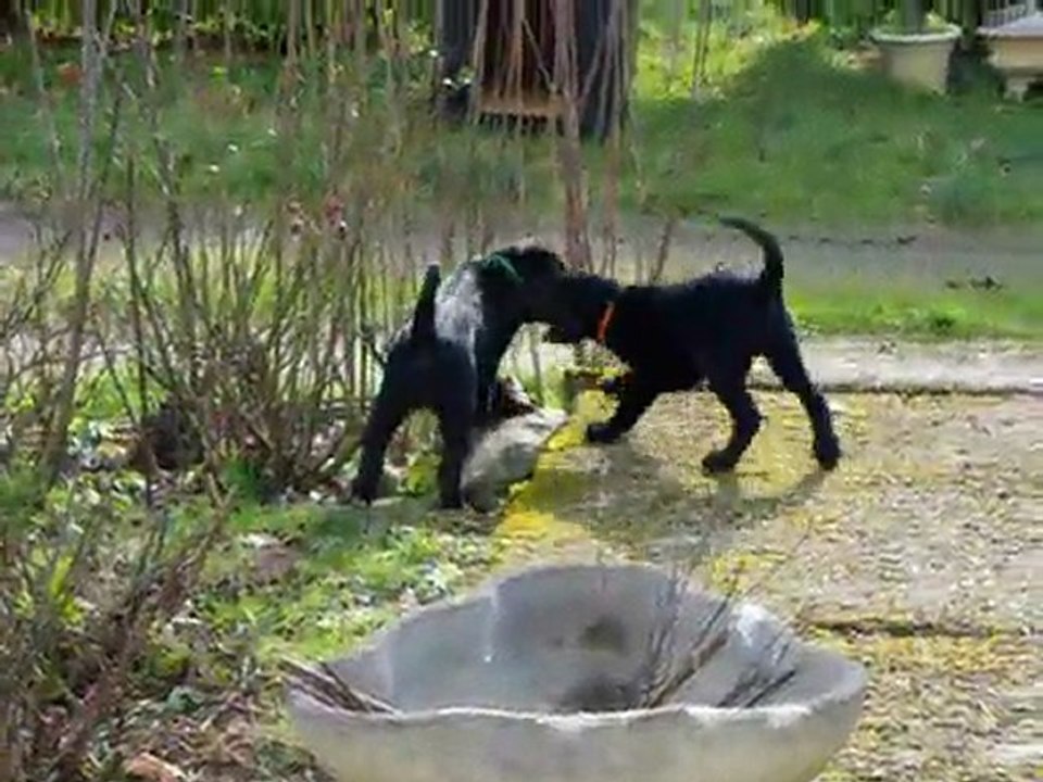 ptit chiens yoko et grope(s)