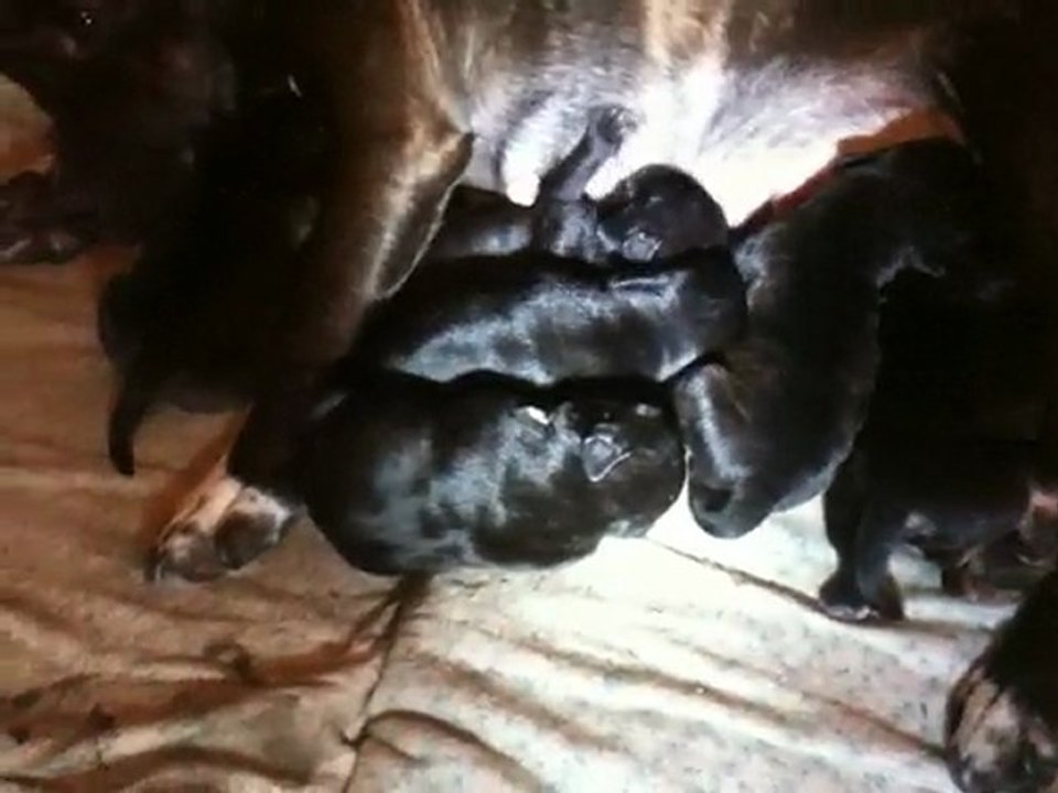 chiots staffordshire bull terrier 5 jours