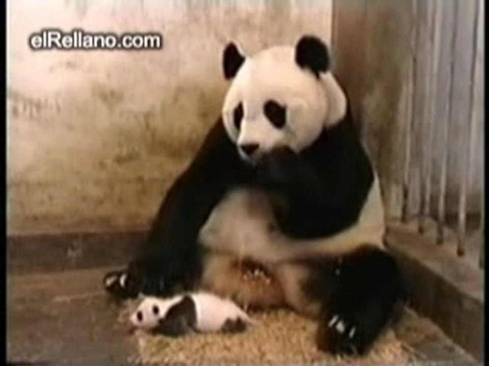 Susto do panda