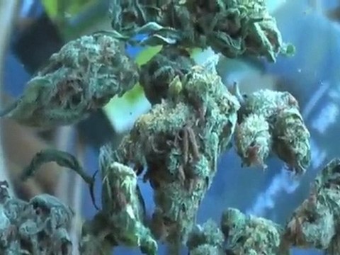 Austrian Buds Urban Grower & Browndirt Warrior