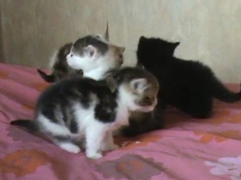 chatons 4