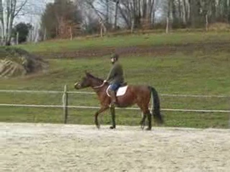 Sidarka de krytsesam au trot janvier 2010