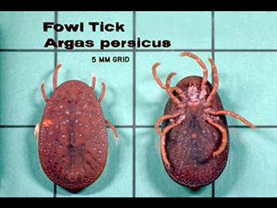 Pest Control Las Vegas - Extermination & Pest Control Servi