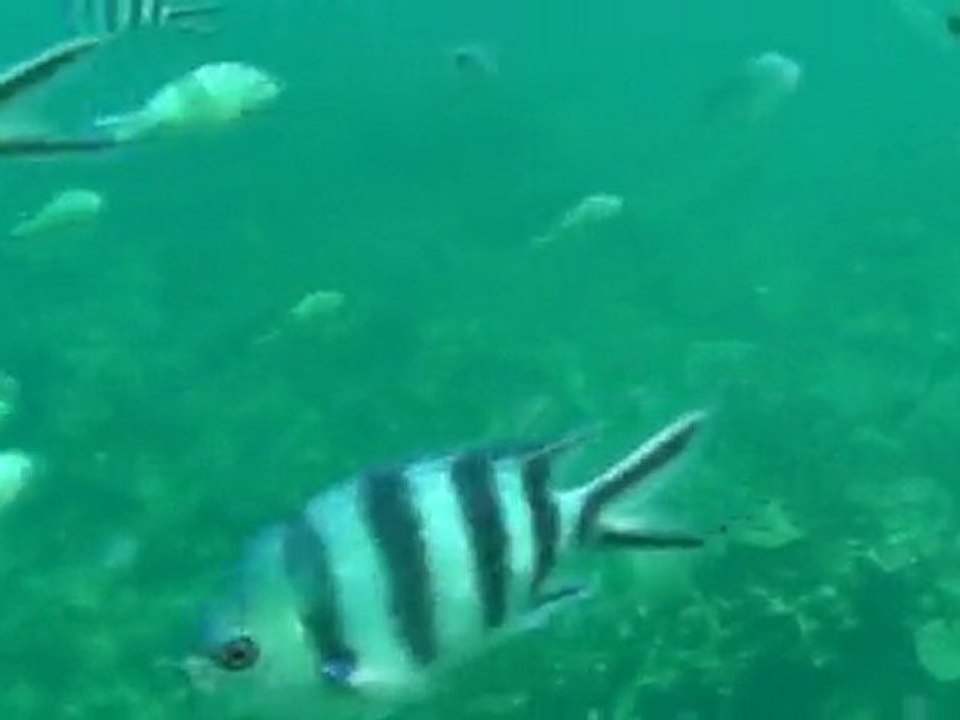 Sous l'eau : Blue Bay - Mauritius