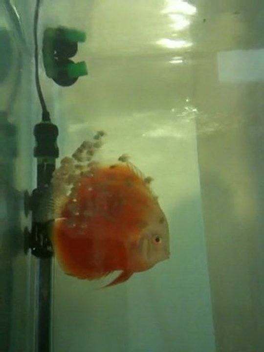 red valentine yavrular