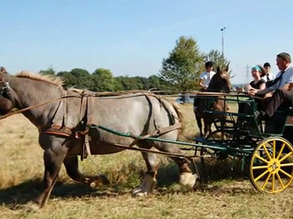 Les chevaux bretons
