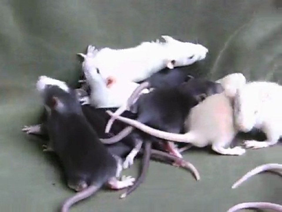 Ratons Moorea et Syra, 31/01/10