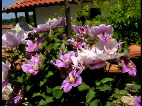 Механа При Коста - село Бръшлян