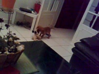 DIEGO CKC RUBY A 2 MOIS ET DEMI