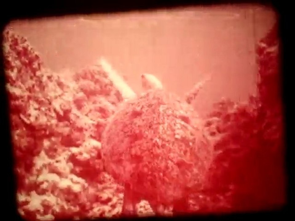 TORTUE2