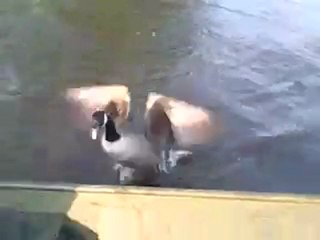 Une oie énervée attaque un chien