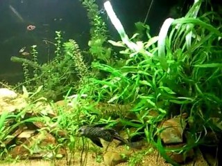 Mon aquarium  525l brut bulle des plantes