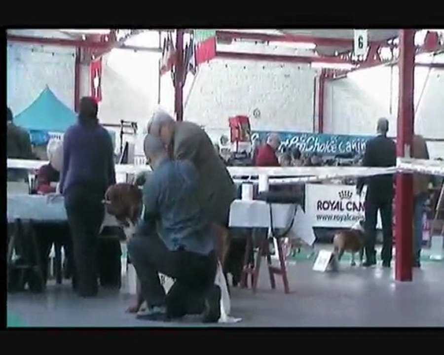 MOUSCRON 2010 Dogue de Bordeaux