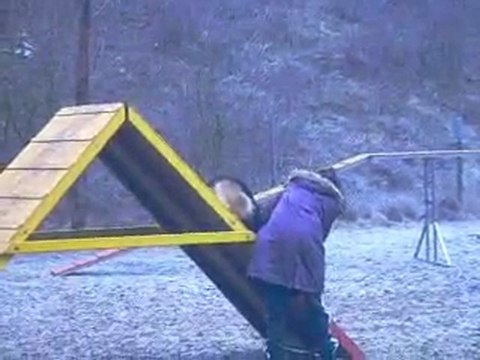 Entrainement d'agility