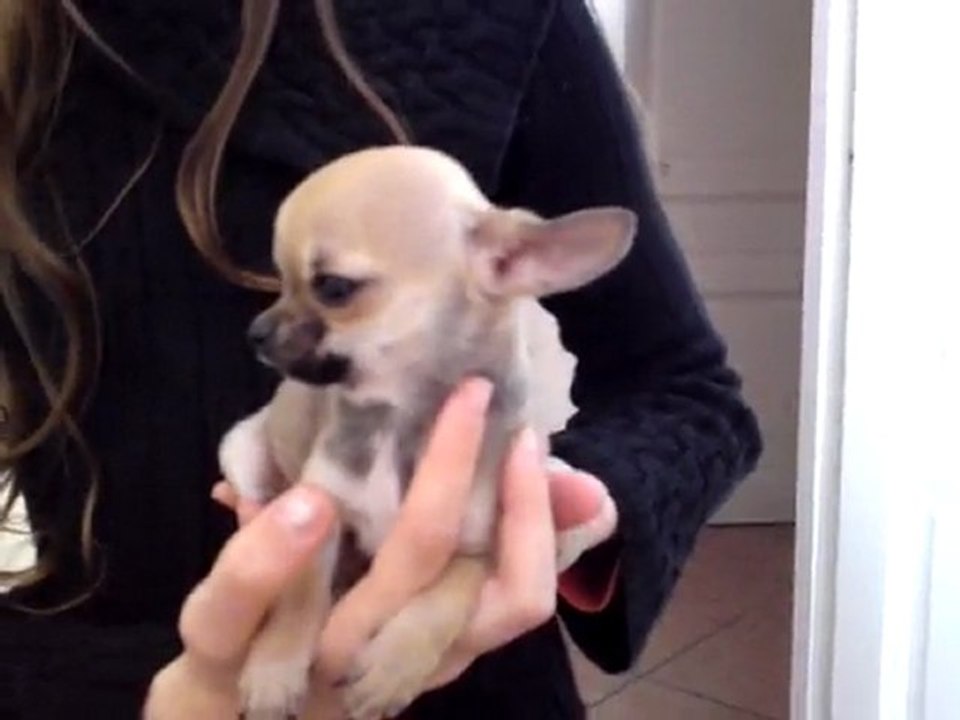 petite puce