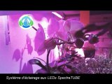 Test du système d'éclairage horticole aux LEDs - SpectraTUBE