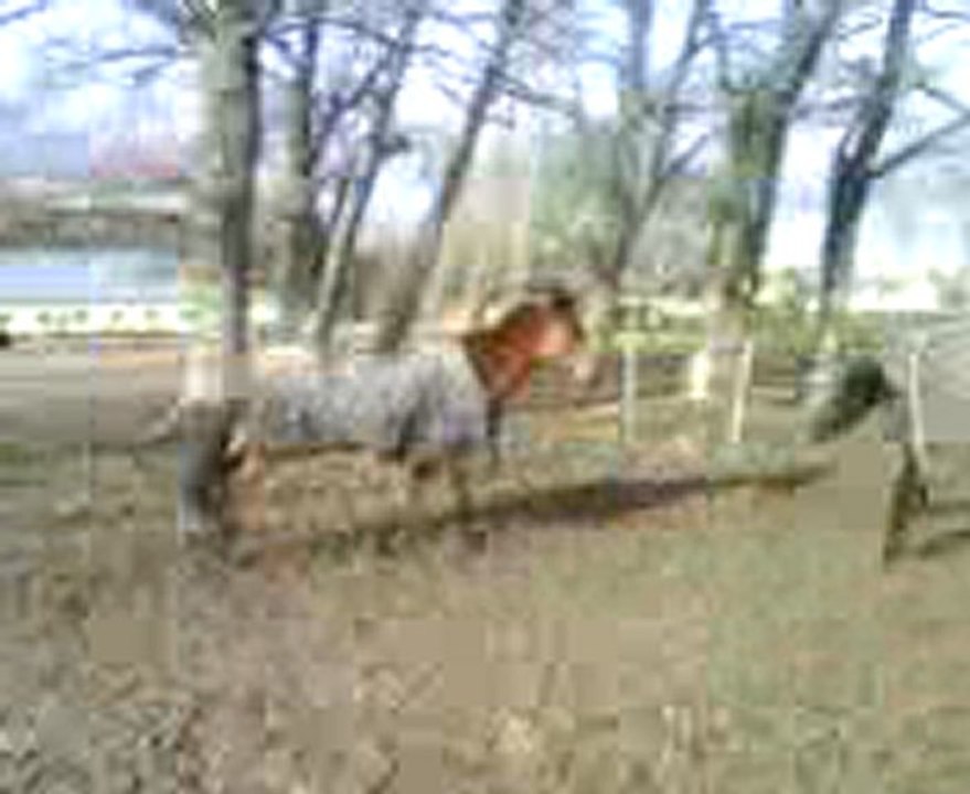 MAGICA AU PRé 31/01/2010