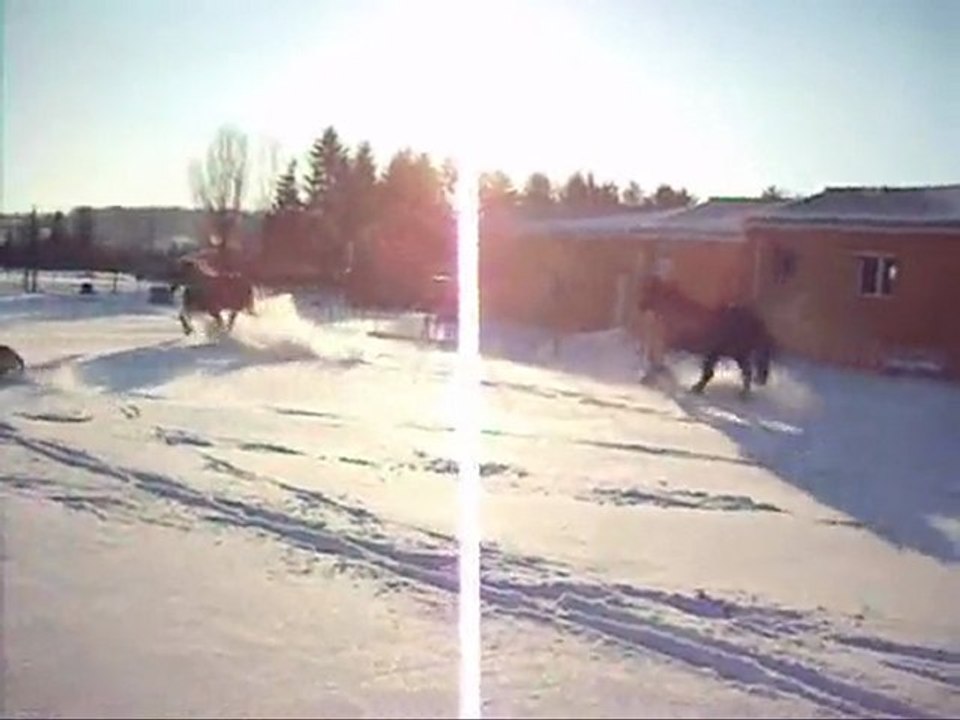 Rocki dans la neige