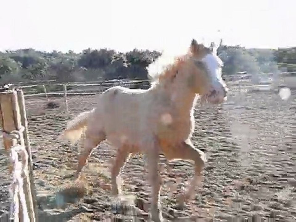 Mon cheval le 31 janvier 2010