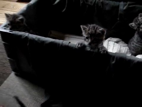 Sur quatre pattes - Les chatons à 3 semaines