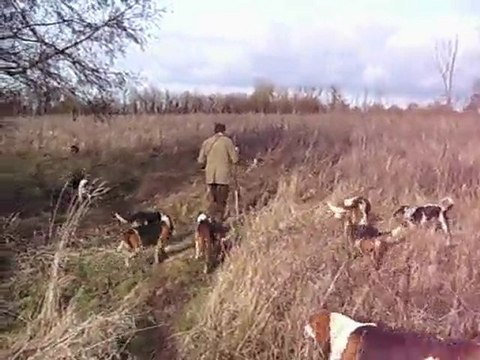 VENERIE DU LIEVRE : une ruse de l'animal de chasse