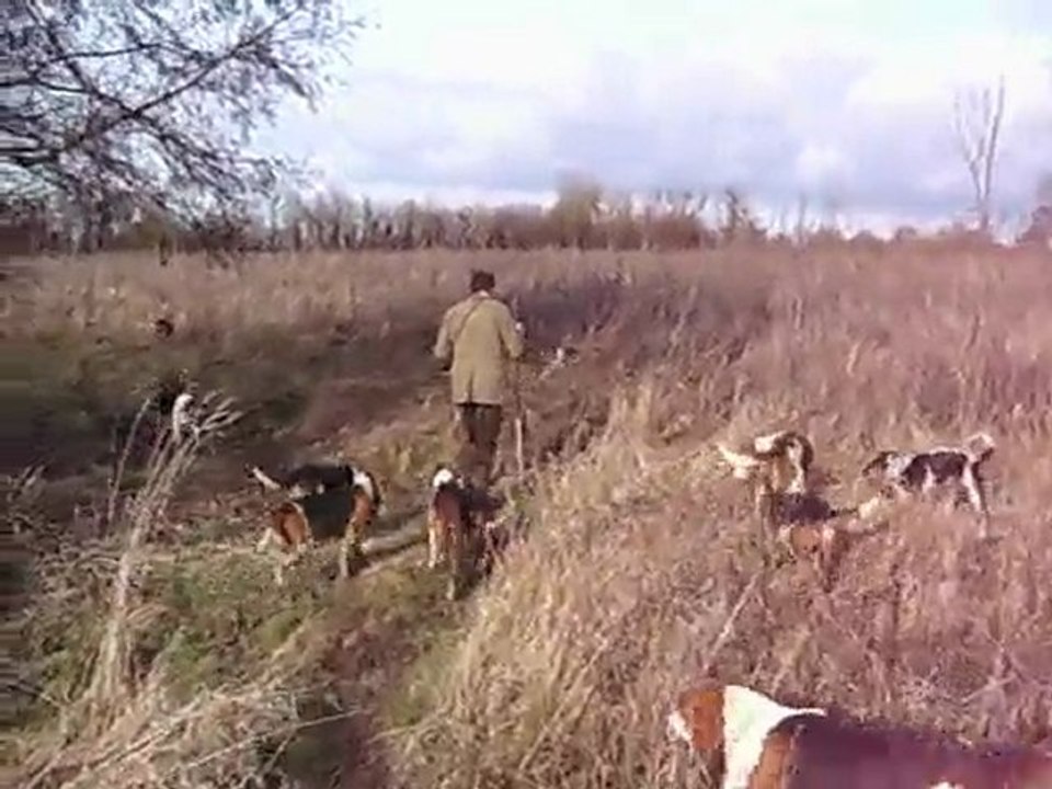 VENERIE DU LIEVRE : une ruse de l'animal de chasse