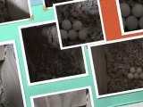 Pacific Parrotlet Breeders Proven Pair   Eggs = 5 Babies