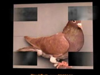 Pigeon Pals Racing Club Daily Results 194