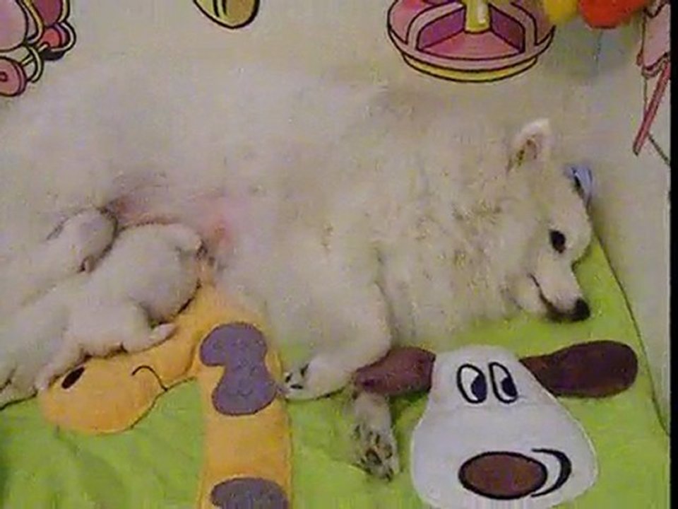 31/01/2010 Les bébés de Daisuki