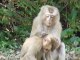 Thailande Est Maman singe cherche poux bebe singe