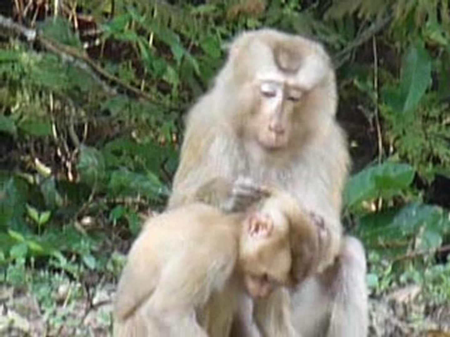 Thailande Est Maman Singe Cherche Poux Bebe Singe Video Dailymotion