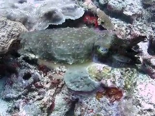 Cuttlefish Indonesia