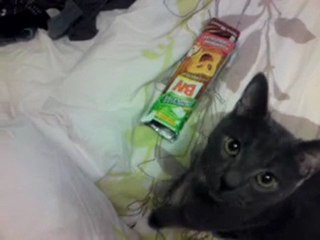 chaton veut un gouter