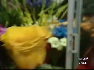 Fleuriste Nini - Rose Immortelle - Fleuriste Lasalle Florist