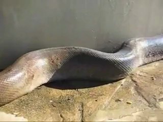ular yg dah mati terbesar pernah dijumpai ....
