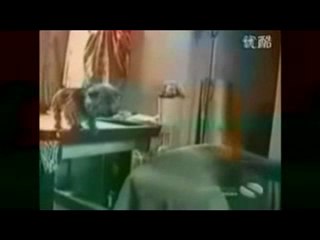 INA personal assistant animal humor 3