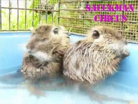 Petites toilettes des ragondins dans l'eau