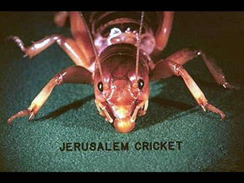 Pest Control Austin TX - Extermination & Pest Control Servi