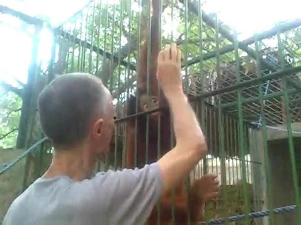 Orangutans in the Philippines, 2007