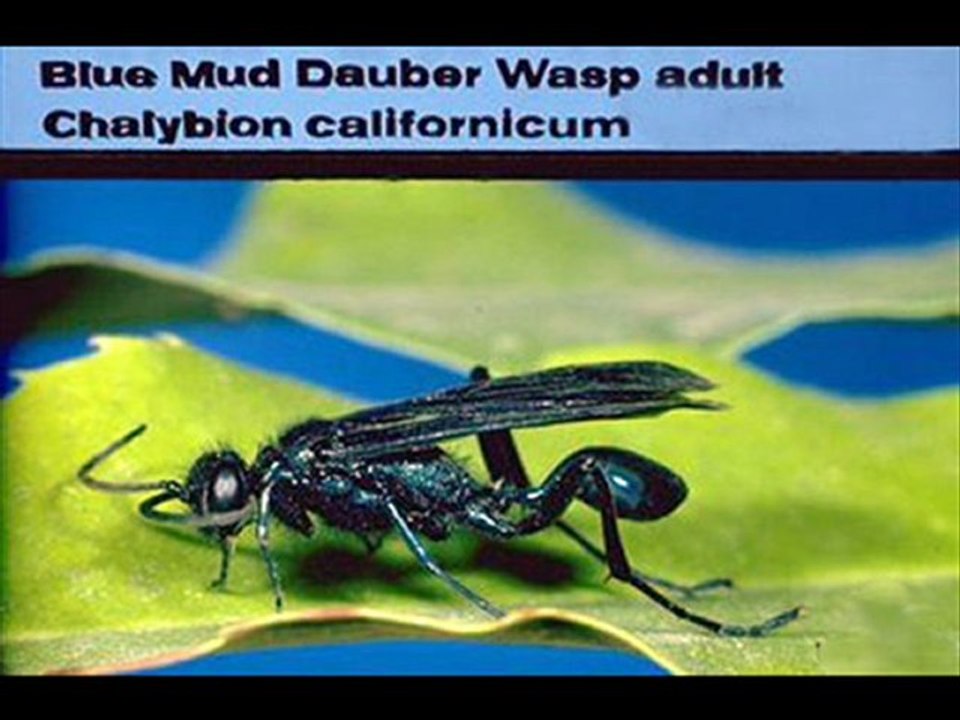 Pest Control San Antonio TX - Extermination and Pest Contro