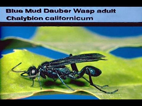 Pest Control San Antonio TX - Extermination and Pest Contro