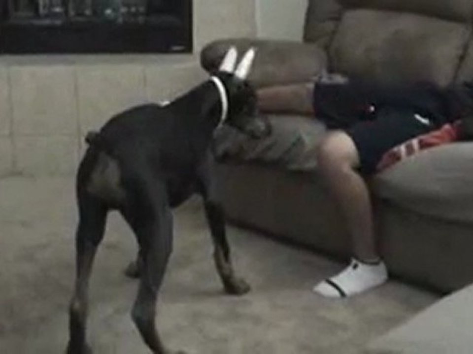 Le chien de Régis vs laser light