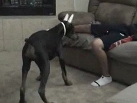 Le chien de Régis vs laser light