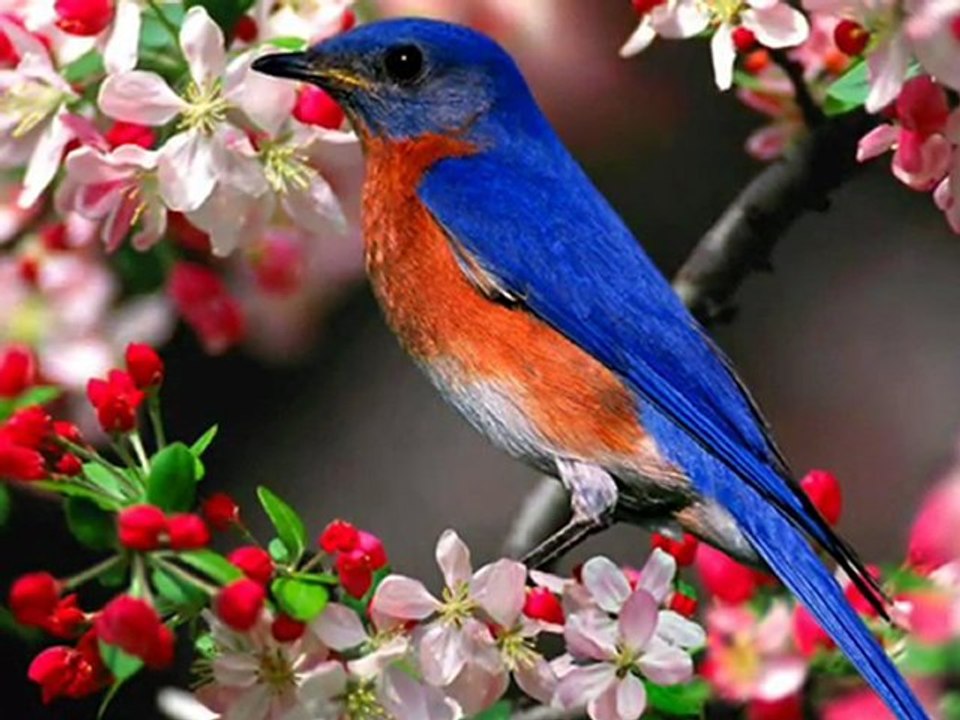 Ptasia Serenada